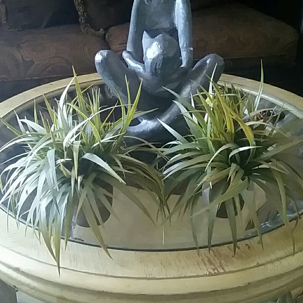 Two plants